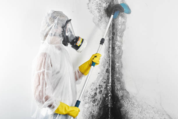 Best Mold Remediation for Healthcare Facilities  in Fruitland, MD
