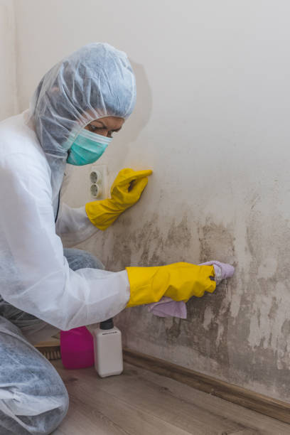 Best Air Quality Testing for Mold Spores  in Fruitland, MD