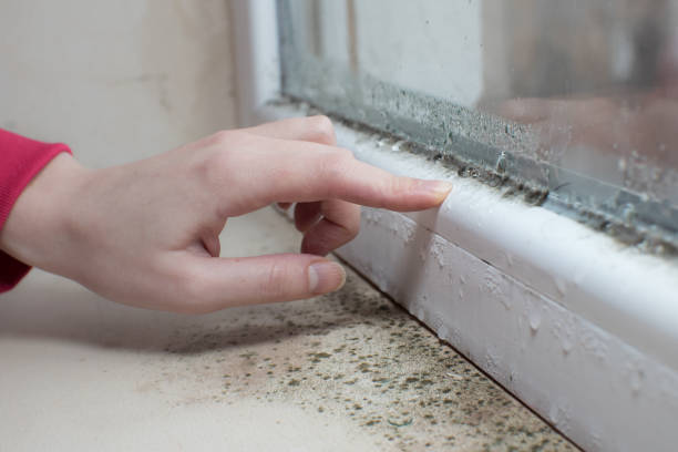 Best Mold Documentation for Insurance Claims  in Fruitland, MD