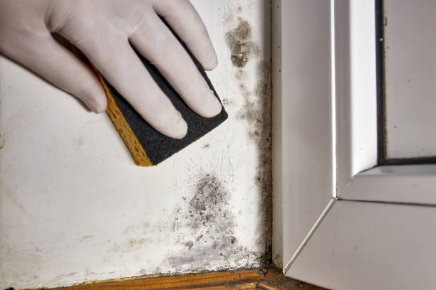 Best Emergency Mold Remediation  in Fruitland, MD