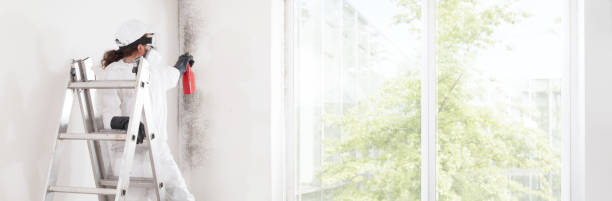 Best Environmental Consulting for Mold Prevention  in Fruitland, MD